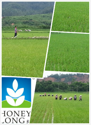 水稻进度20130903b.jpg